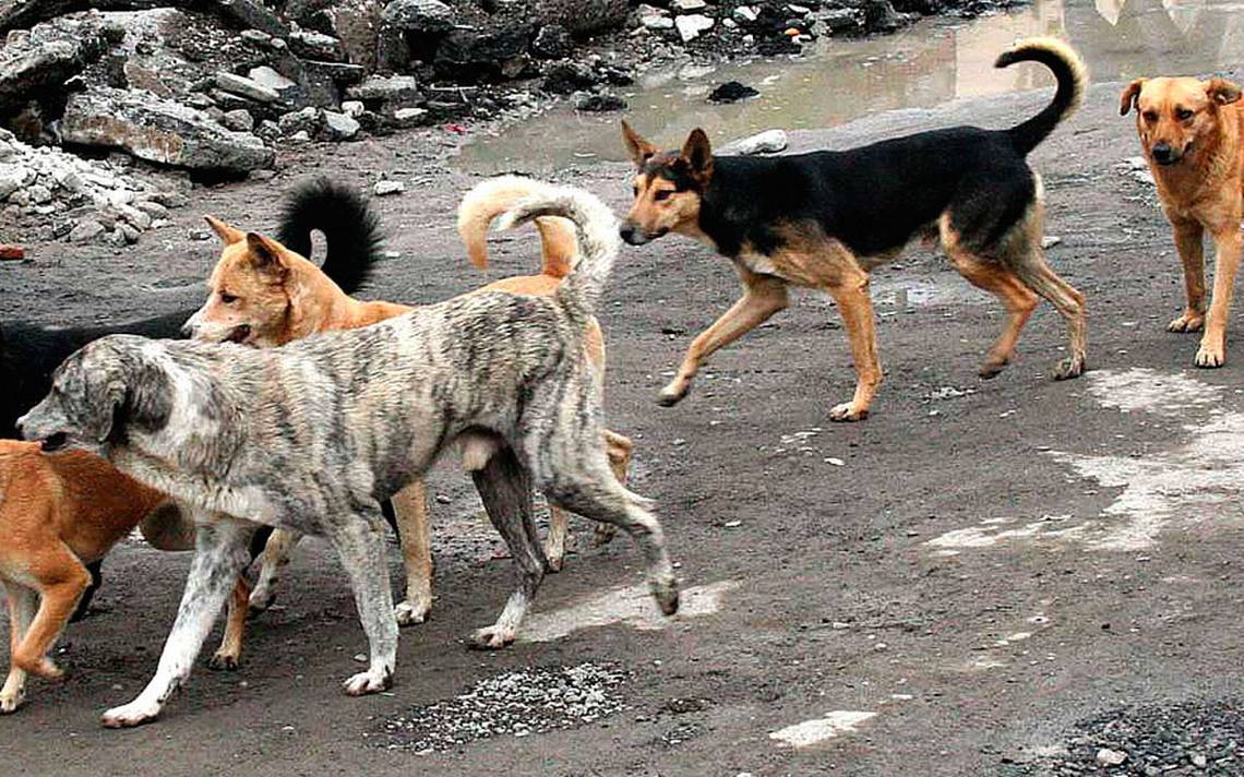 Perros Callejeros Se Vuelven Un Problema De Salud Pública En Orizaba